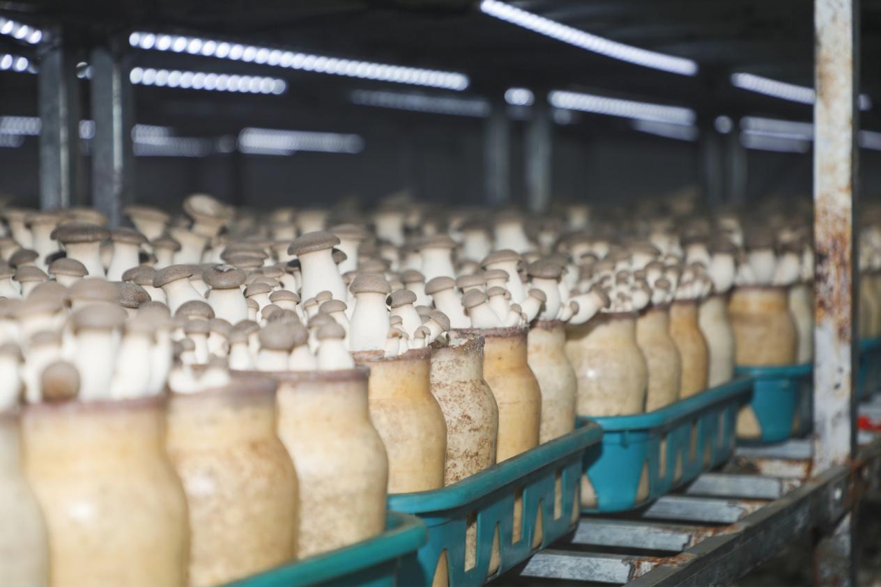 學以致用助力鄉村振興 西海岸新區網信新農人活動成果豐碩，藍莓酒香飄四方